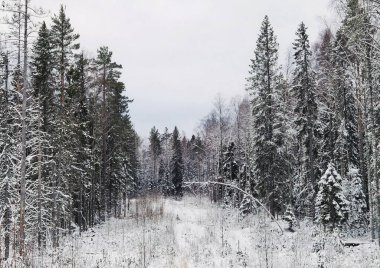 Kar yağışı sonrası bulutlu bir günde, karlı beyaz ormanın yanındaki karlı köknar ağaçları. Kış ormanı boyunca yol.