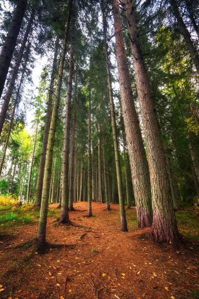 Een Dicht Bos Met Lange Boomstammen Een Weg Karelische Prachtige — Stockfoto