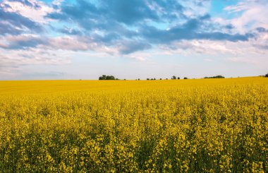Sarı kanola ya da kolza çiçeği ve mavi bulutlu gökyüzü olan güzel bir manzara. Brassica napus. İlkbahar. 