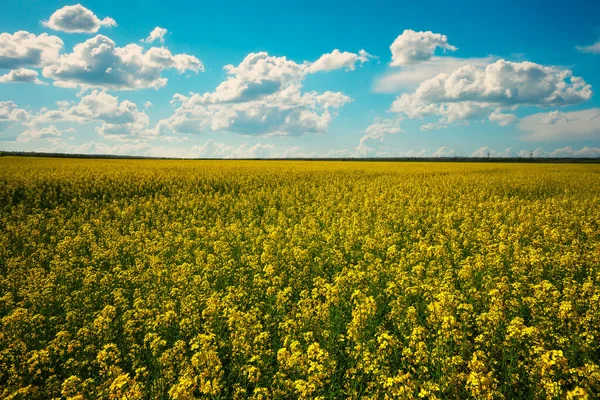 Beautiful Landscape Field Yellow Canola Rapeseed Flowers Blue Cloudy Sky — Stock Photo, Image