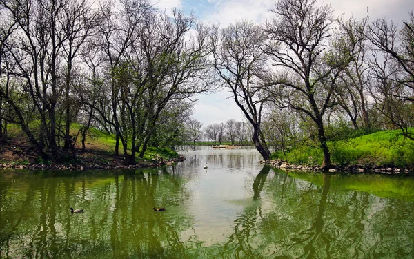 Σπρινγκ Παρκ Πάπιες Μια Λίμνη Στο Πάρκο Δέντρα Και Ένα — Φωτογραφία Αρχείου