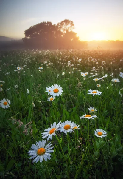 Величественное Ромашковое Поле Красивый Летний Закат — стоковое фото