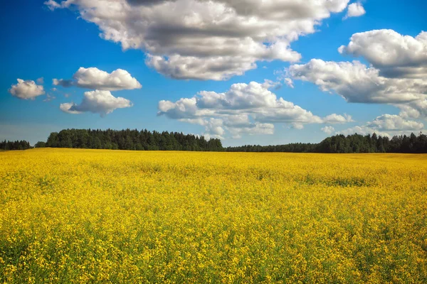黄色の菜の花や菜の花のフィールドと青空と美しい風景 ブラシカ ナプス — ストック写真