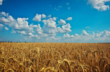 Buğday tarlaların altınıdır. Olgun buğday başakları. Buğdayın fiyatı artıyor.