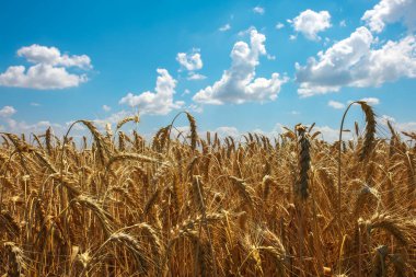 Buğday tarlaların altınıdır. Olgun buğday başakları. Buğdayın fiyatı artıyor.