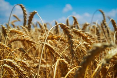 Buğday tarlaların altınıdır. Olgun buğday başakları. Savaş yüzünden buğday fiyatları artıyor..