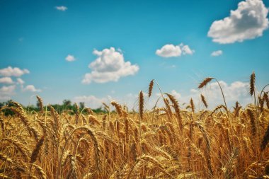 Buğday tarlaların altınıdır. Olgun buğday başakları. Savaş yüzünden buğday fiyatları artıyor..