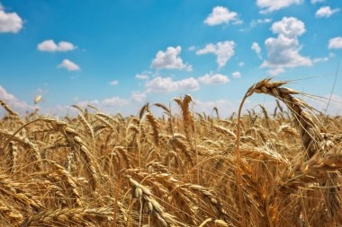 Altın buğday tarlası ve mavi bulutlu gökyüzü. Güzel manzara