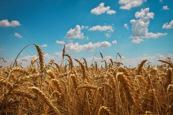 Trigo Oro Los Campos Espiguillas Maduras Trigo — Foto de Stock