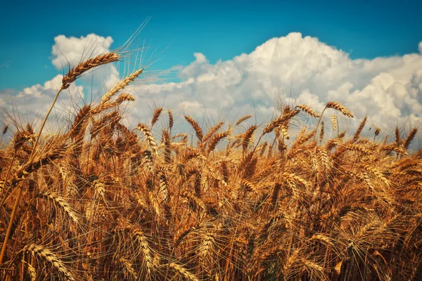 Trigo Oro Los Campos Espiguillas Maduras Trigo — Foto de Stock