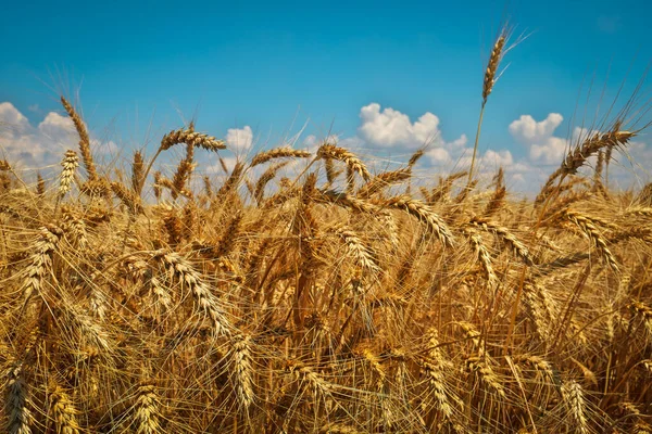 Wheat is the gold of the fields. Ripe spikelets of wheat. Wheat rises in price