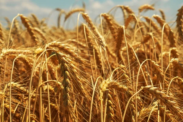 Trigo Oro Los Campos Espiguillas Maduras Trigo Cerca Aumenta Precio —  Fotos de Stock