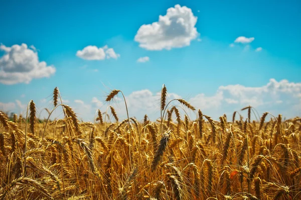 Buğday Tarlaların Altınıdır Olgun Buğday Başakları Savaş Yüzünden Buğday Fiyatları — Stok fotoğraf