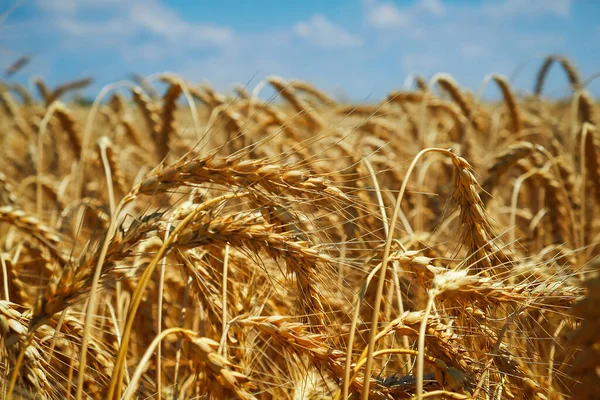 Wheat is the gold of the fields. Ripe spikelets of wheat. Wheat rises in price due to the war.