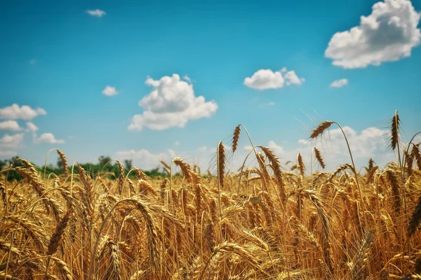 Buğday tarlaların altınıdır. Olgun buğday başakları. Savaş yüzünden buğday fiyatları artıyor..