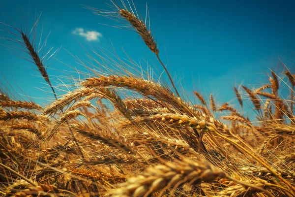 Wheat is the gold of the fields. Ripe spikelets of wheat. Wheat rises in price due to the war.
