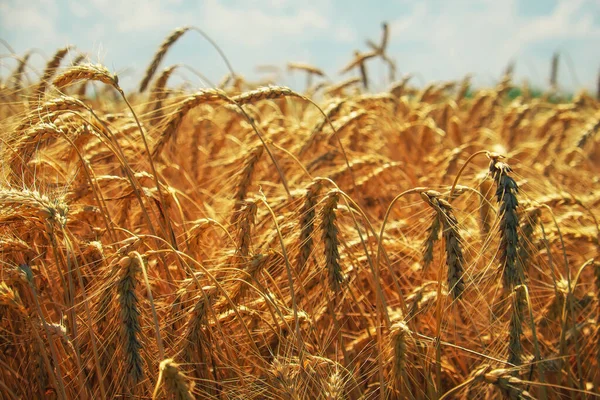 Buğday Tarlaların Altınıdır Olgun Buğday Başakları Savaş Yüzünden Buğday Fiyatları — Stok fotoğraf