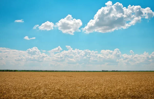 Campo Trigo Dorado Cielo Azul Nublado Hermoso Paisaje —  Fotos de Stock