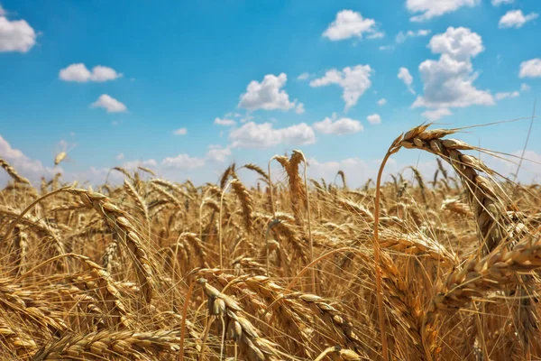 Altın buğday tarlası ve mavi bulutlu gökyüzü. Güzel manzara