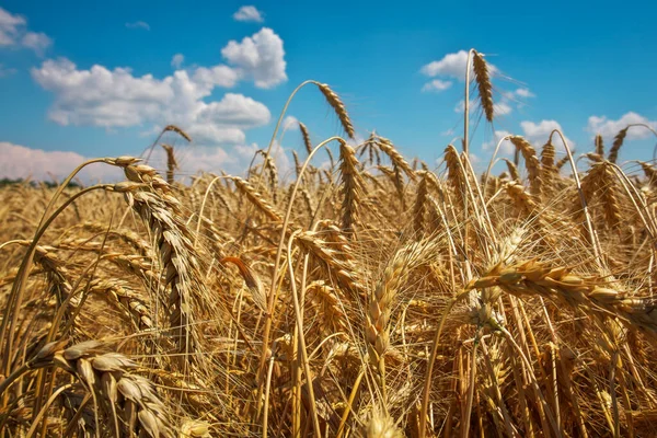 Tarwe Het Goud Van Velden Rijp Spikeletten Van Tarwe Tarweprijsstijgingen Rechtenvrije Stockafbeeldingen