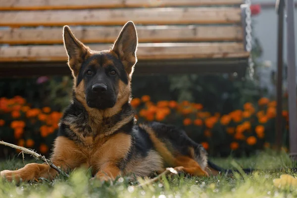 Beautiful young German Shepherd dog lies on the lawn near the house — Stock Photo, Image