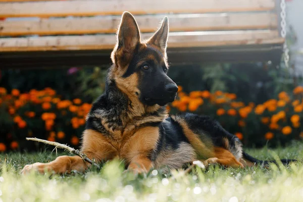 Cachorro pastor alemán de cinco meses de edad se encuentra en la hierba en el parque y sostiene un palo en sus patas mirando hacia otro lado —  Fotos de Stock