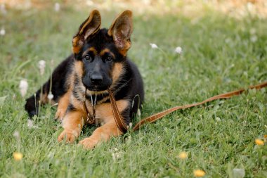 Alman çoban köpeği parkta çimlerin üzerinde yatıyor.