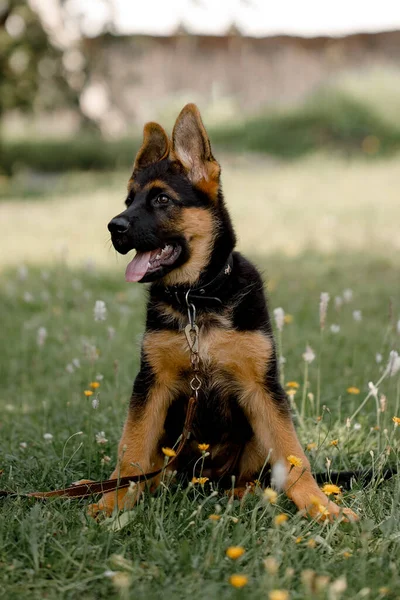 Image of a sitting German Shepherd puppy in a park — Stock Photo, Image