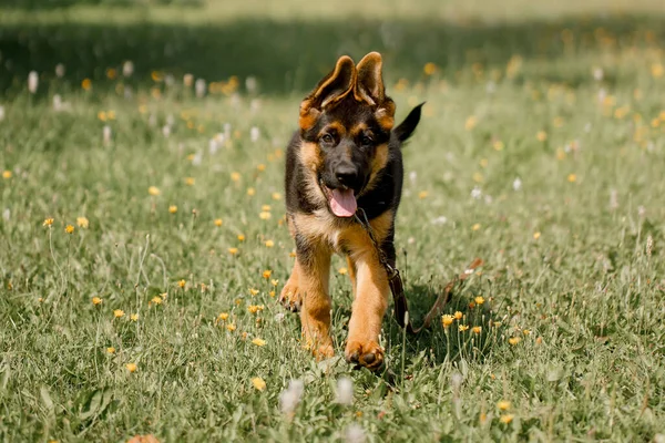 Funny three-month-old German Shepherd puppy runs through a green field, ears house. — Stock Photo, Image