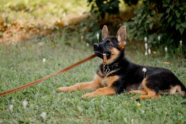 German Shepherd keeps the leash in his mouth and does not want to give it away lying in the park — Stock Photo, Image