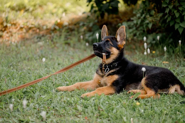 Alman çoban köpeği tasmayı ağzında tutuyor ve onu parkta yatarken vermek istemiyor.