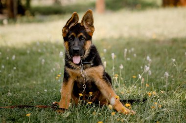 Parkta oturan bir Alman çoban köpeği resmi