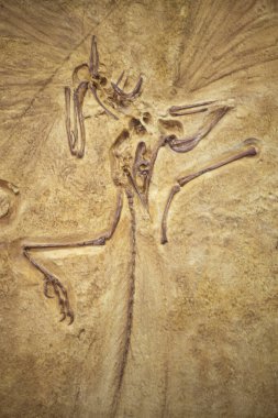 Kirov. Rusya - 05.08.2021. Kirov Paleontoloji Müzesi 'ndeki arkeopteriks fosili. 150-147 milyon yıl önce yaşamış ve soyu tükenmiş bir omurgalı.