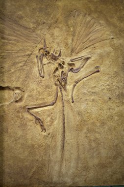 Kirov. Rusya - 05.08.2021. Kirov Paleontoloji Müzesi 'ndeki arkeopteriks fosili. 150-147 milyon yıl önce yaşamış ve soyu tükenmiş bir omurgalı.