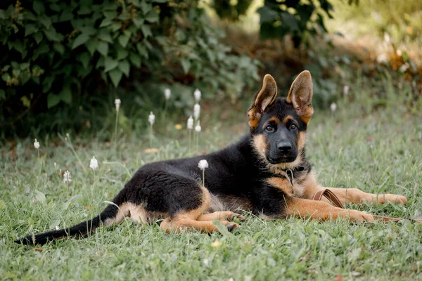 Bonito cachorro pastor alemão encontra-se à sombra na grama — Fotografia de Stock