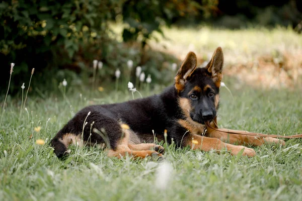 Beautiful German Shepherd puppy lies in the shade on the grass and looks into the camera — Stock Photo, Image