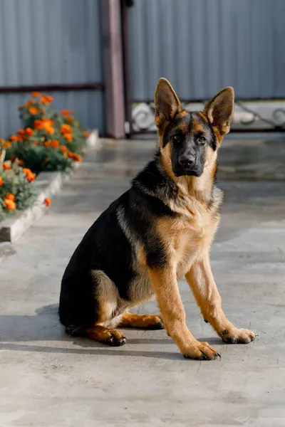 Image A five-month-old German Shepherd sits and looks into the camera — Stock Photo, Image