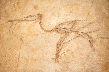 Kirov. Rusya - 05.08.2021 Pterosaur fosili Kirov Paleontoloji Müzesinde. Pterozor 'lar dinozorların yanında yaşayan kanatlı sürüngenlerdi. Uçma yeteneğini geliştiren ilk omurgalılar..