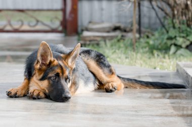 Güzel Alman kurdu evin yanındaki patikada yatıyordu.. 