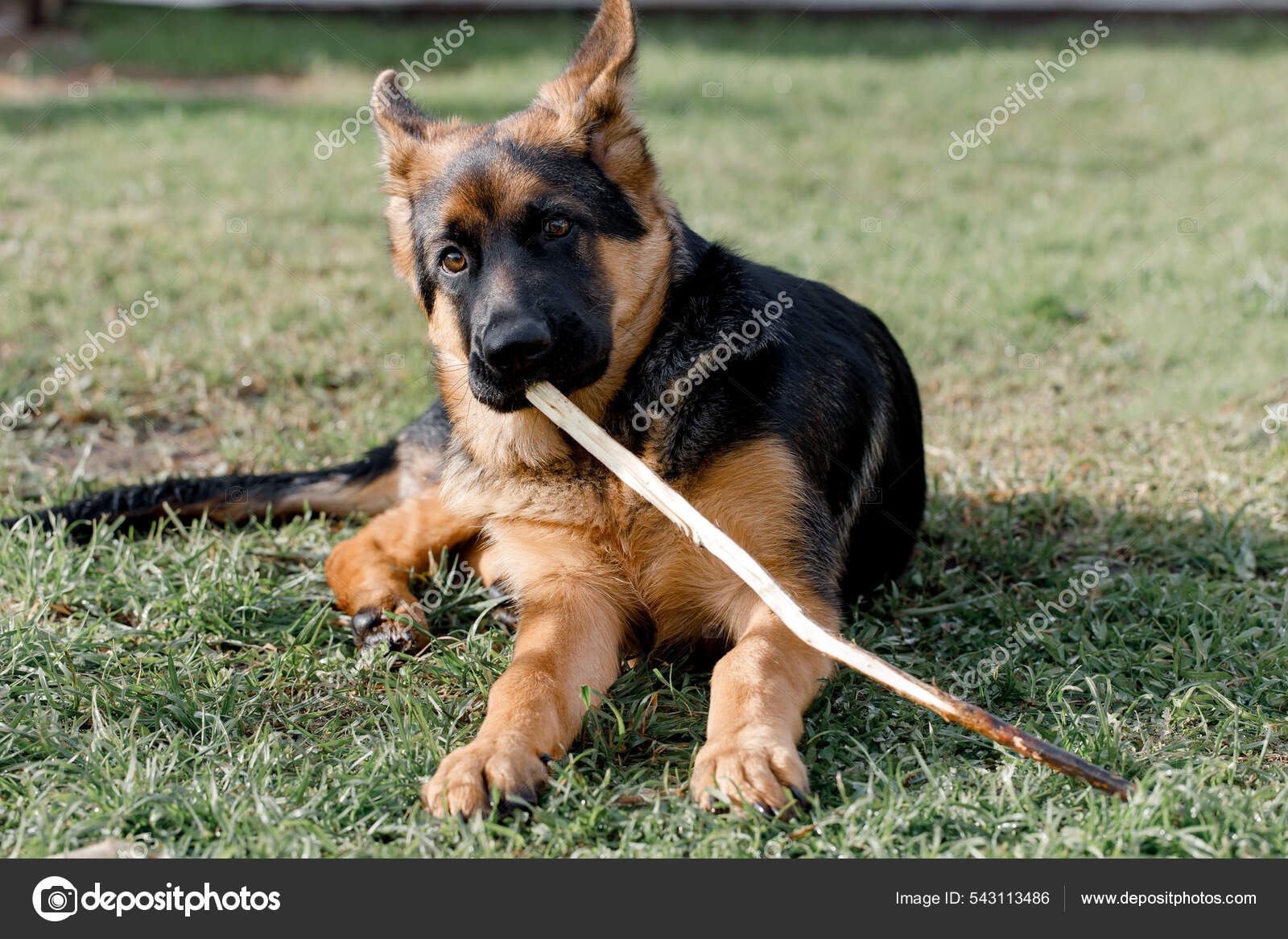 Young hotsell german shepherd