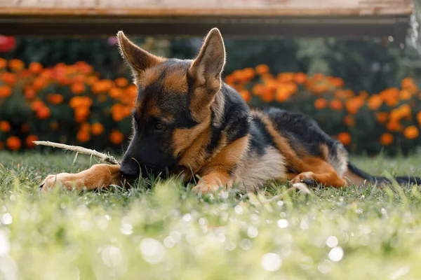 Beautiful Young German Shepherd Dog Lies Lawn House — Stock Photo, Image