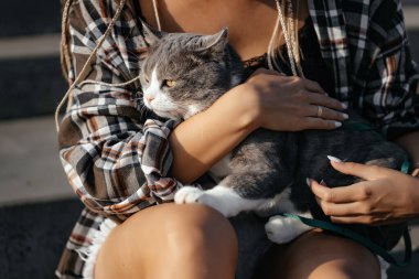Korkmuş, düz kulaklı İskoç kedisi şehirde yürürken hostesin kollarında oturuyor. Hayvanlar için aşk.