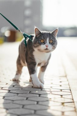 Kemerli gri bir İskoç kedisine yakın çekim. Gün batımında.