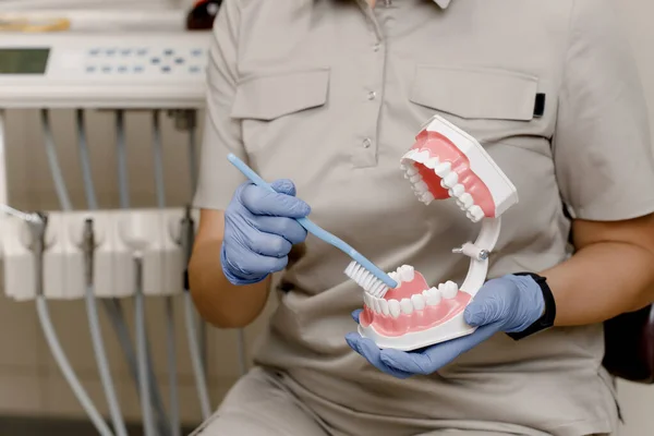 Close-up das mãos dentistas demonstrando como escovar os dentes corretamente. layout da cavidade oral. Um modelo de close-up de um dente, uma maquete de um dente em uma clínica odontológica. Imagem De Stock