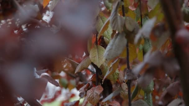 Wet red leaves — Stock Video