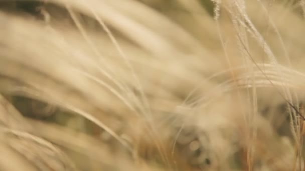 Herbe à plumes au coucher du soleil 