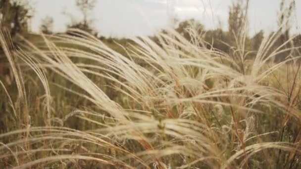 Pióro trawy na zachód słońca — Wideo stockowe