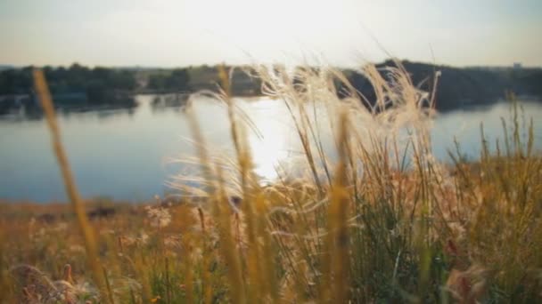 Feather grass saat matahari terbenam — Stok Video