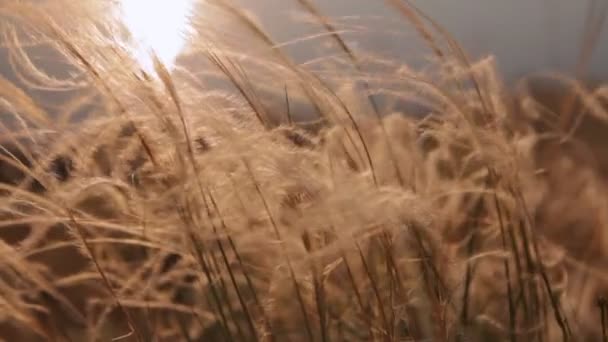 Перьевая трава на закате — стоковое видео