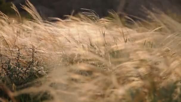 Herbe à plumes au coucher du soleil — Video